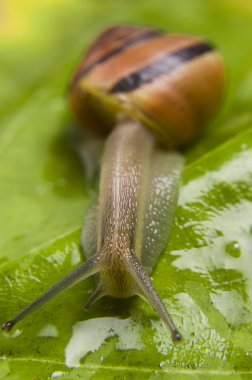 Snail green leaves clipart