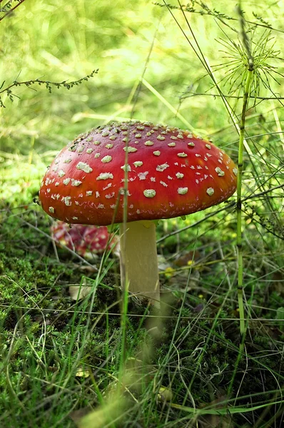 Toadstool in forest — Stock Photo, Image
