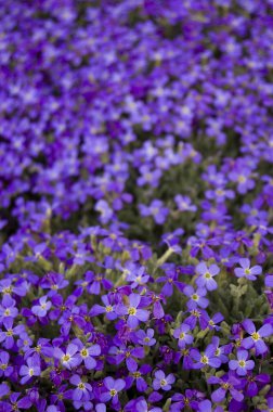 Many violet flowers clipart