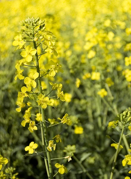 stock image Canola field