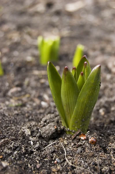 stock image First flower this spring