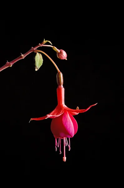 काळा प्रती लाल फूल — स्टॉक फोटो, इमेज