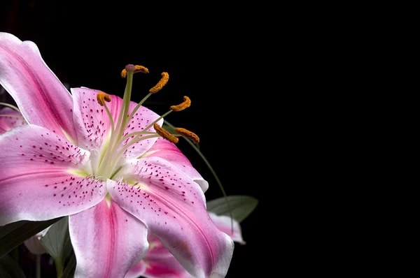 Roze lilly — Stockfoto
