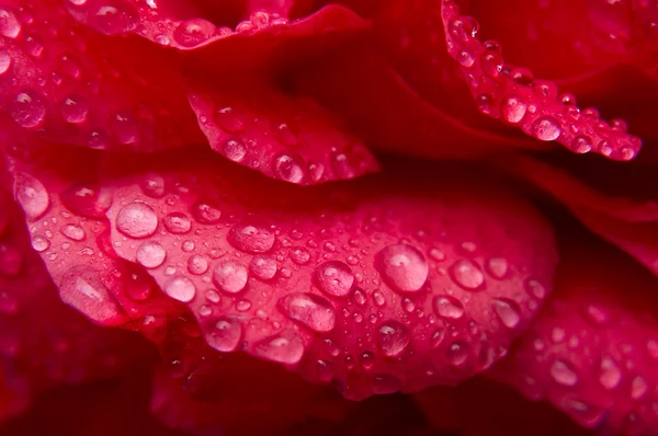 Rode roos met waterdruppels — Stockfoto