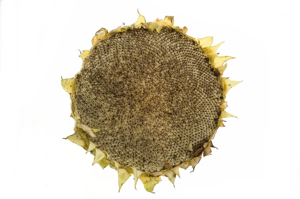 Yenmiş ayçiçeği izole — Stok fotoğraf