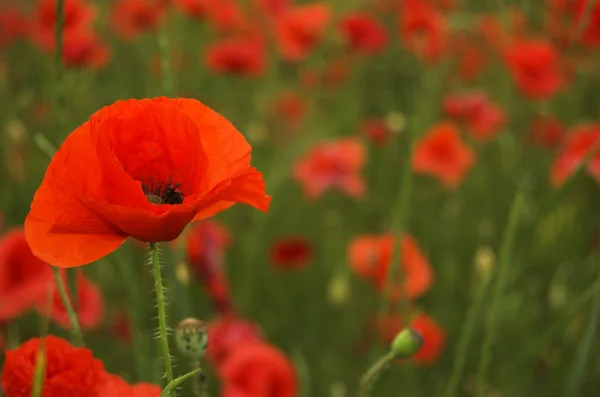 stock image Poppy field