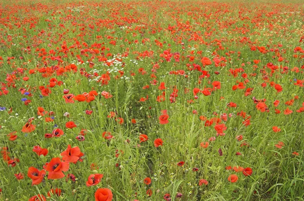 stock image Poppy field