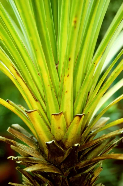 stock image Palm close-up