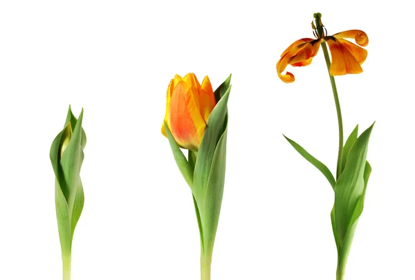Tavaszi tulipán, a fehér — Stock Fotó