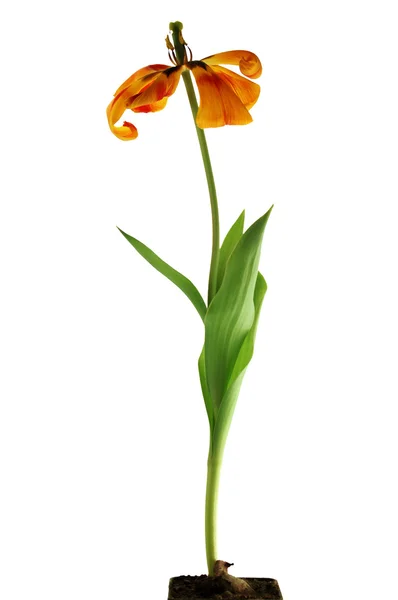Dry tulip on white — Stock Photo, Image