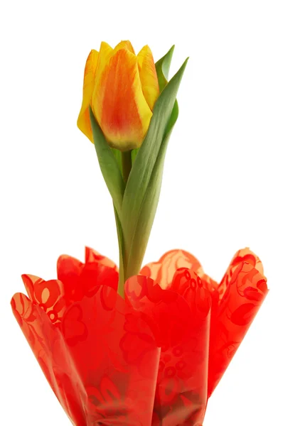 Tulipa de primavera em branco — Fotografia de Stock