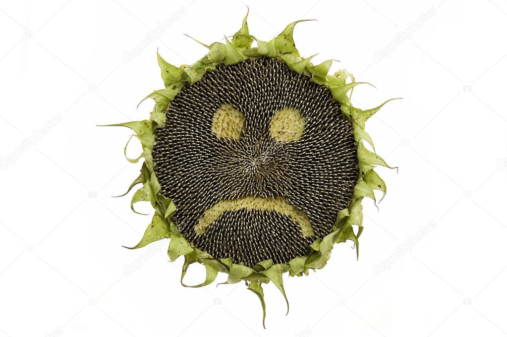 Girasol triste fotos de stock, imágenes de Girasol triste sin royalties |  Depositphotos