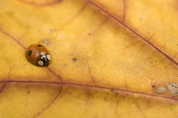 Ladybug on orange autumn leaf — Stock Photo, Image