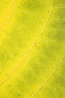 Macro leaf clipart