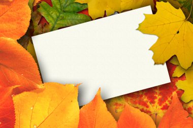 Balnk autumn card clipart