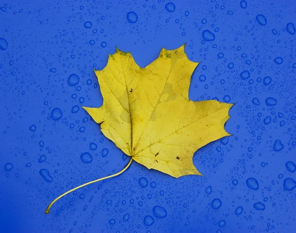 Folha de outono sobre a superfície metálica azul — Fotografia de Stock