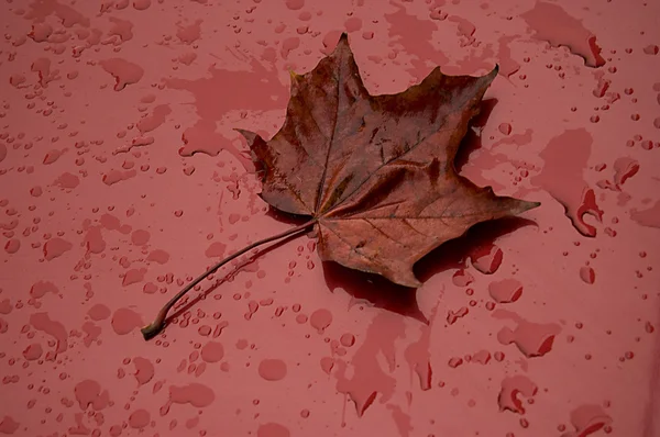 Autumn leaf over red metalic surface — Stock Photo, Image
