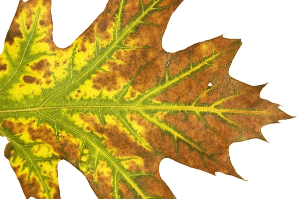 Macro autumn leaf — Stock Photo, Image