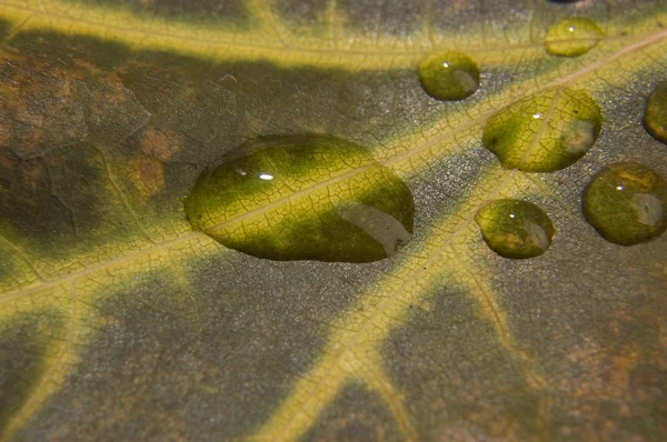 Капля воды на осеннем листе — стоковое фото