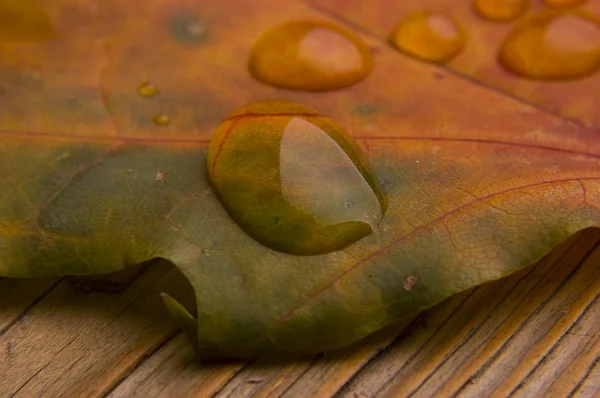 Kropli wody na jesień liść — Zdjęcie stockowe