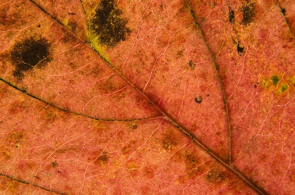 Macro leaf — Stock Photo, Image