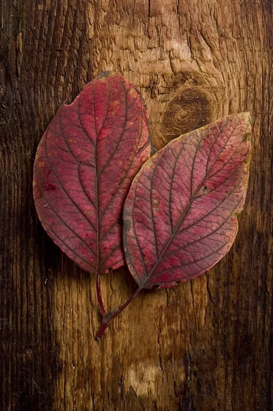 Herbstblatt über altem Brett — Stockfoto