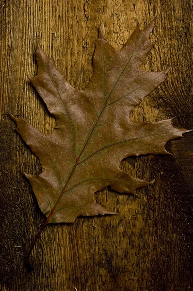 Autumn leaf over old board — Stock Photo, Image