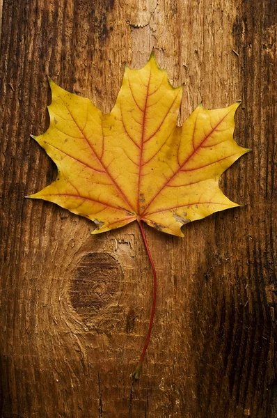 Foglia d'autunno su vecchia tavola — Foto Stock