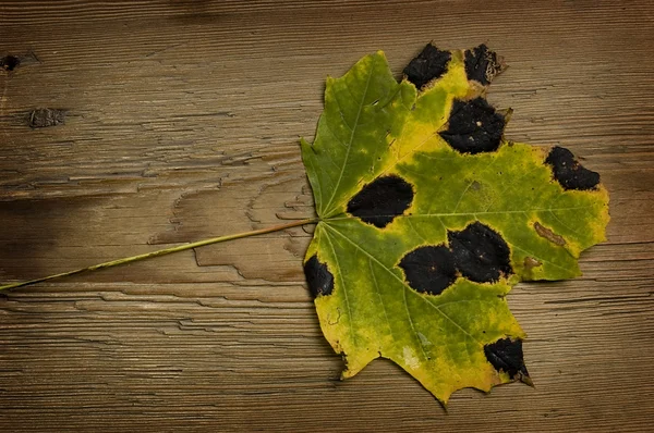 Осенний лист над старой доской — стоковое фото