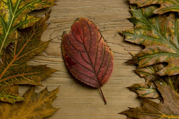 Herfstblad over oude boord — Stockfoto