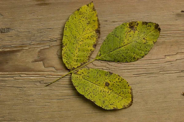 古いボード上の秋の葉 — ストック写真