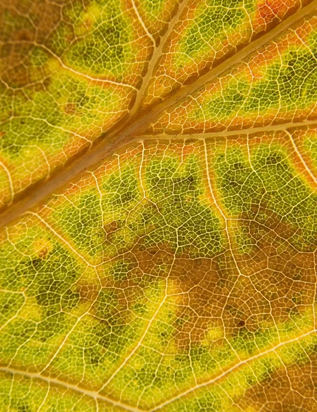 マクロの葉 — ストック写真