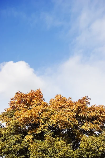 Осіннє дерево над небом — стокове фото