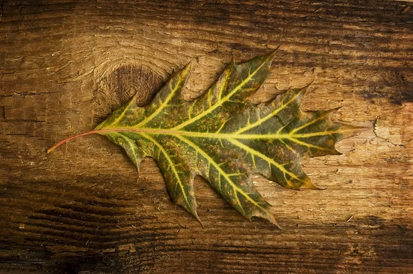 Autumn leaf over old board — Stock Photo, Image