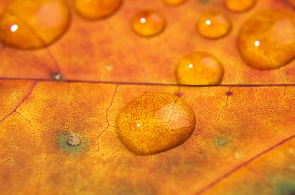 Kropli wody na jesień liść — Zdjęcie stockowe