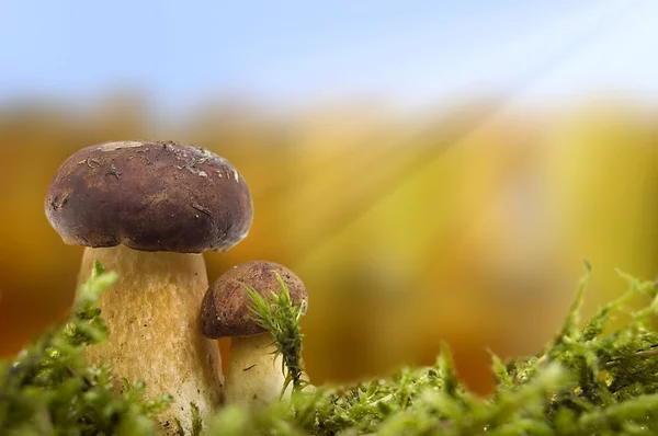 Cogumelos cena outono . — Fotografia de Stock