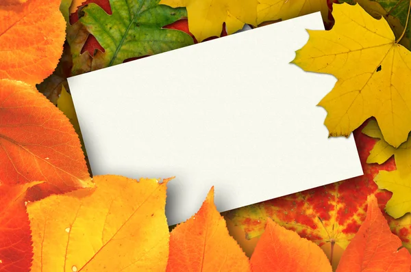 stock image Balnk autumn card
