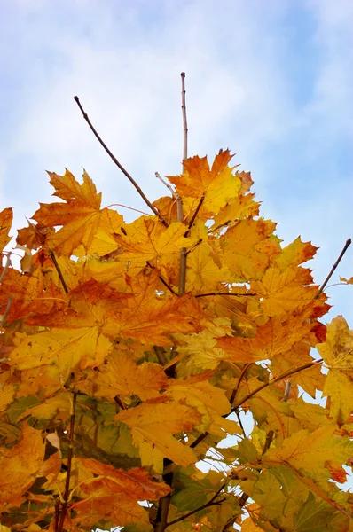 Листя осень — стокове фото