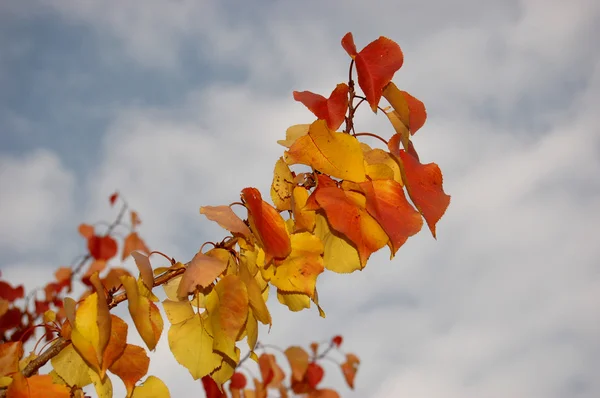 Sonbahar Yaprakları — Stok fotoğraf