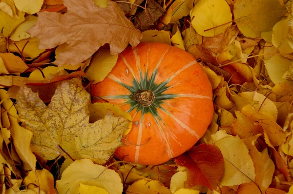 Calabaza de otoño — Foto de Stock