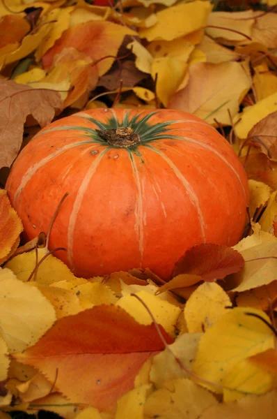 Autumn pumpkin — Stock Photo, Image