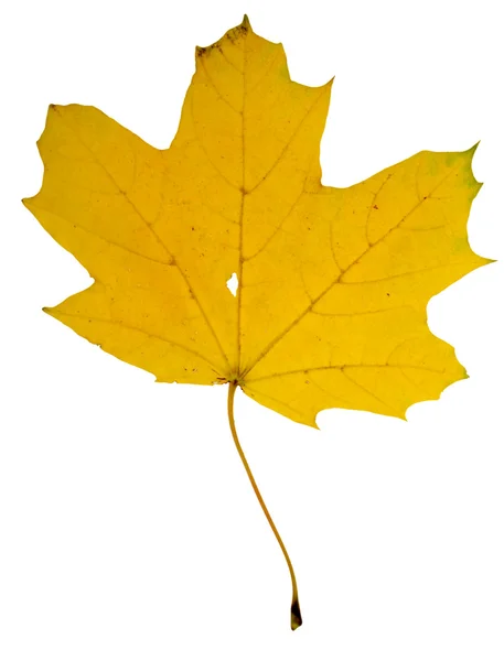 Κίτρινα φύλλα — Φωτογραφία Αρχείου