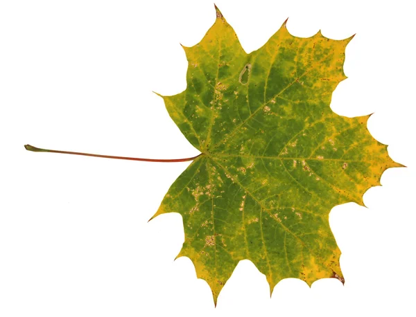 Желтые осенние листья — стоковое фото