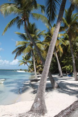 Karayip sahilinde palmiye ağaçları