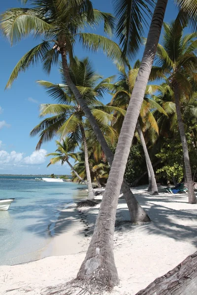 在加勒比海滩上的棕榈树 — 图库照片