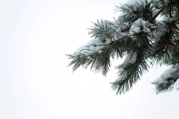 Pine tree branches covered with snow — Stock Photo, Image