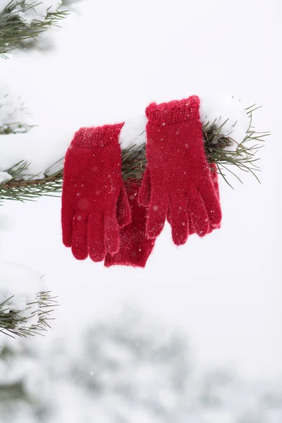 Röda handskar hängande på tallen — Stockfoto