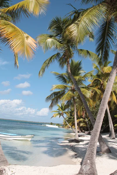 Деревья кокосовой пальмы на Карибском пляже — стоковое фото