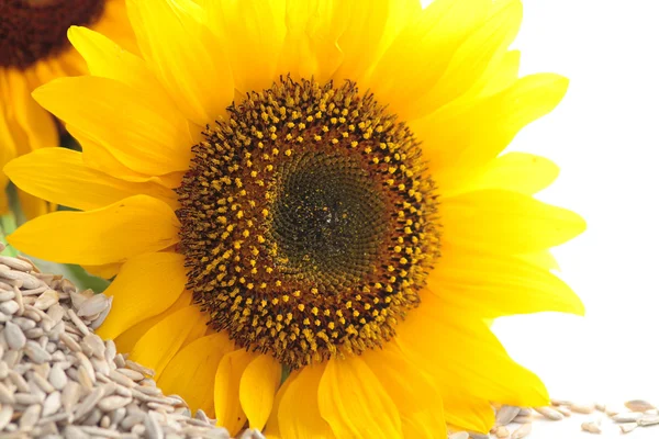 stock image Sunflower and seeds