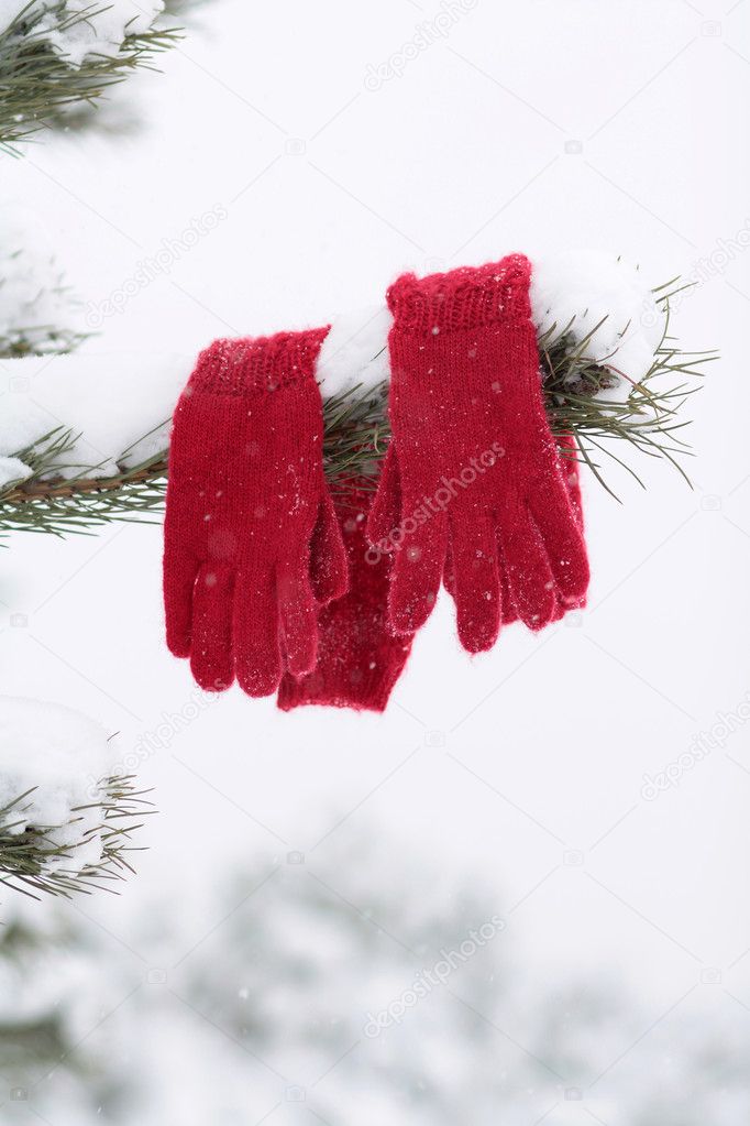 Red Gloves hanging on the Pine